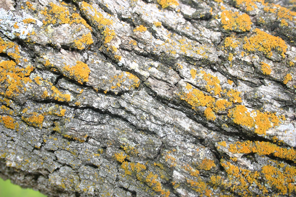 lichen12